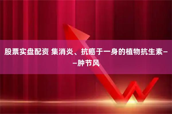 股票实盘配资 集消炎、抗癌于一身的植物抗生素——肿节风